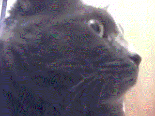 gato_gif.gif